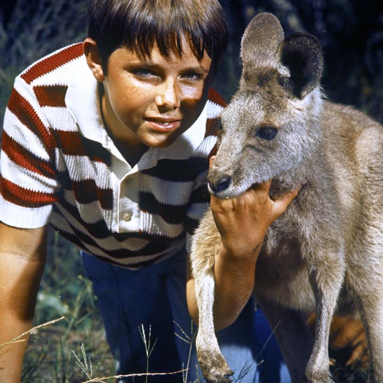 A young boy in a striped t-shirt crouched down in the grass next to a kangaroo, in a still from the TV show 'Skippy'.